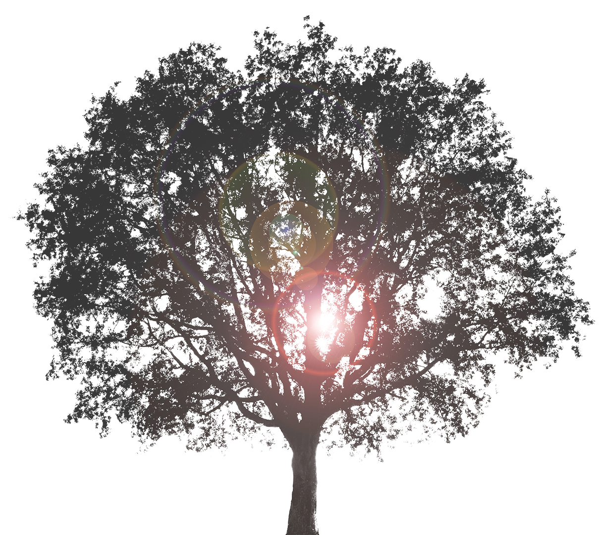 Icosa-Arbre-Silhouette-contre-jour-sans fond-PPT